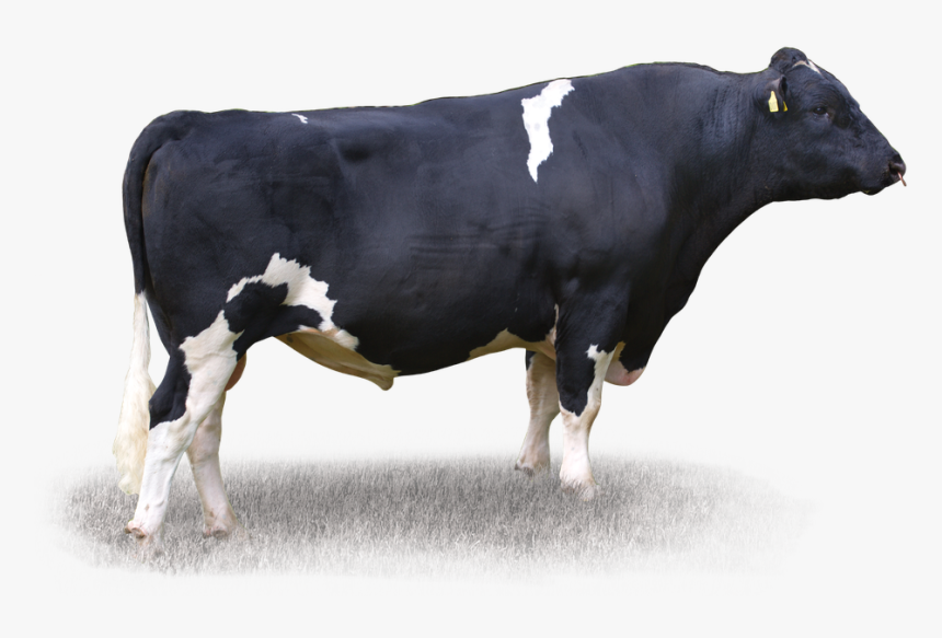 Busy Brook Wtp Vector S3f - Dairy Cow, HD Png Download, Free Download