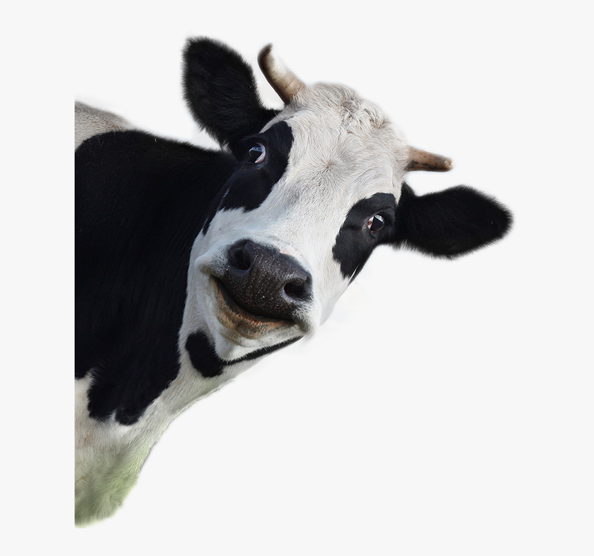 Cow Png Image - Cow Image No Background, Transparent Png, Free Download