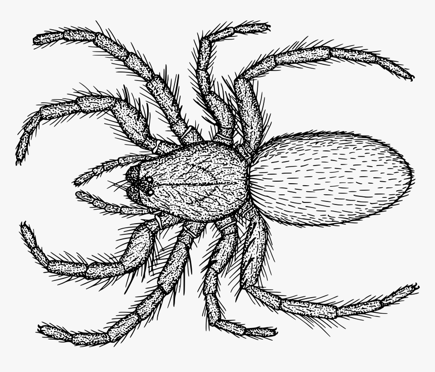 Hairy Spider Clip Arts - Drawing, HD Png Download, Free Download