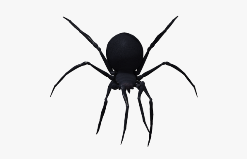 Spider Png Free Download - Black Spider Png, Transparent Png, Free Download