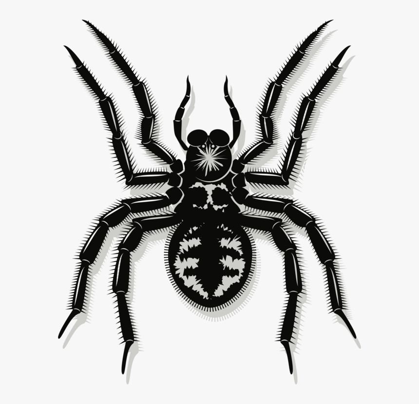 Araneus,pest,spider, HD Png Download, Free Download