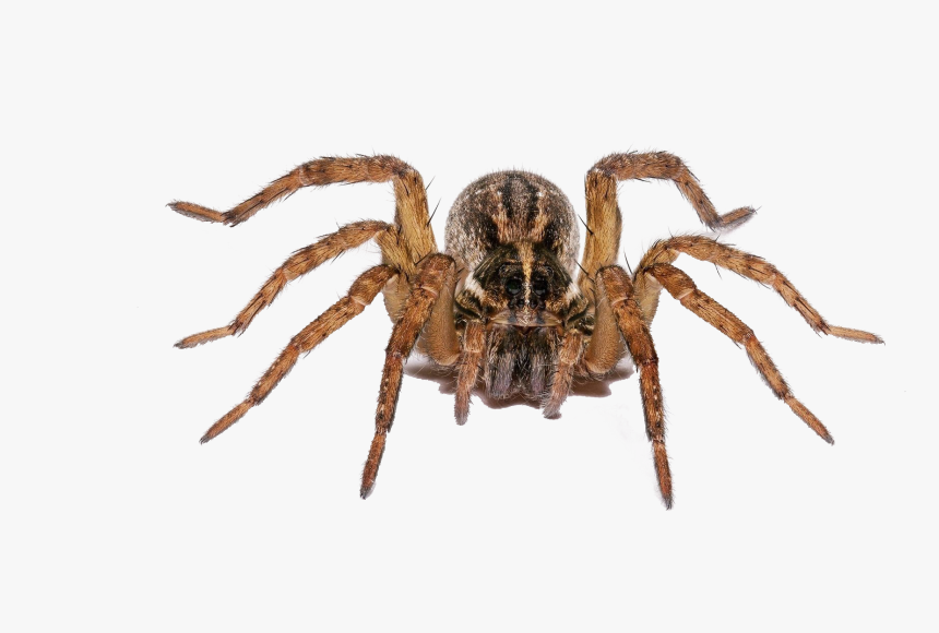 Spider Png Free Image Download - Spider White Background, Transparent Png, Free Download