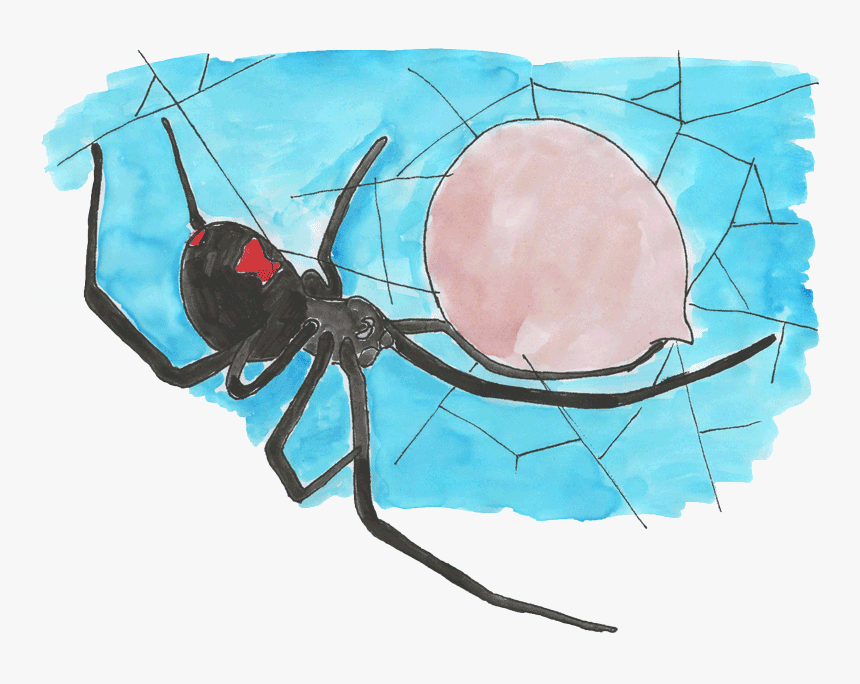 Black Widow Spider With Egg Sac - Black Widow, HD Png Download, Free Download