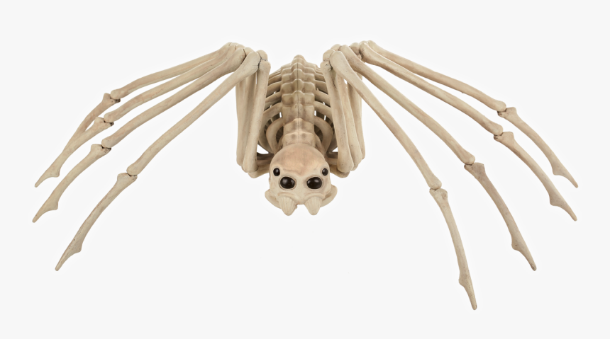 Skeleton Spider - Huge Spider Skeleton, HD Png Download, Free Download