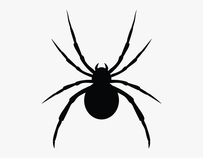 Spiders In Minnesota Homes And Offices - Wolf Spider, HD Png Download, Free Download