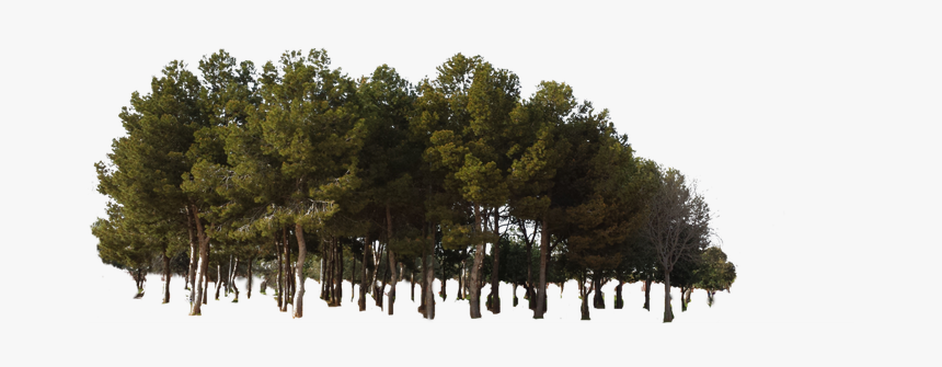 Forest Png Transparent Image - Forest Trees Transparent Png, Png Download, Free Download