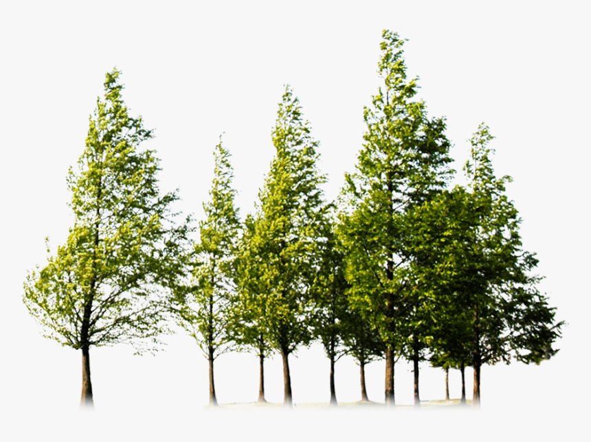 Forest Png Image Hd - Trees Png, Transparent Png, Free Download