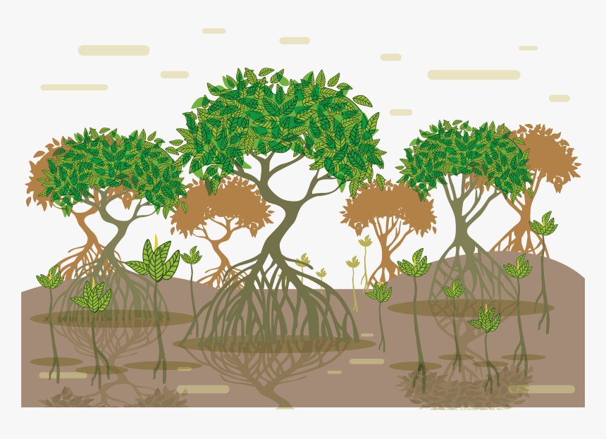 Transparent Tree Root Png - Mangrove Forest Art, Png Download, Free Download