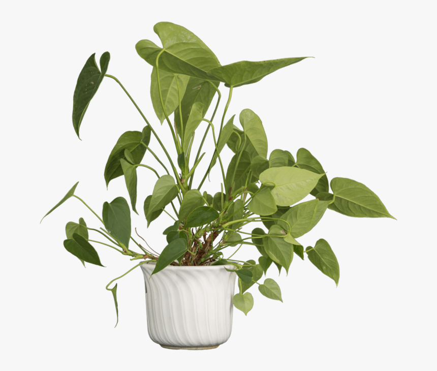 Free Png Nature Plants Png Images Transparent - Plant Isolated Png, Png Download, Free Download