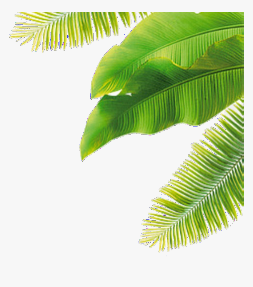 Overlay, Plant, And Plants Image - Transparent Background Banana Leaves Png, Png Download, Free Download