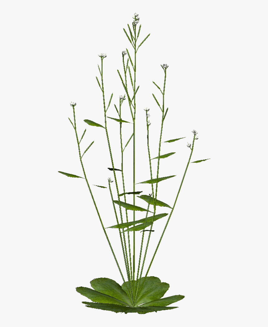 Final 12 Wt Nodecap1 - Structure Plants Png, Transparent Png, Free Download