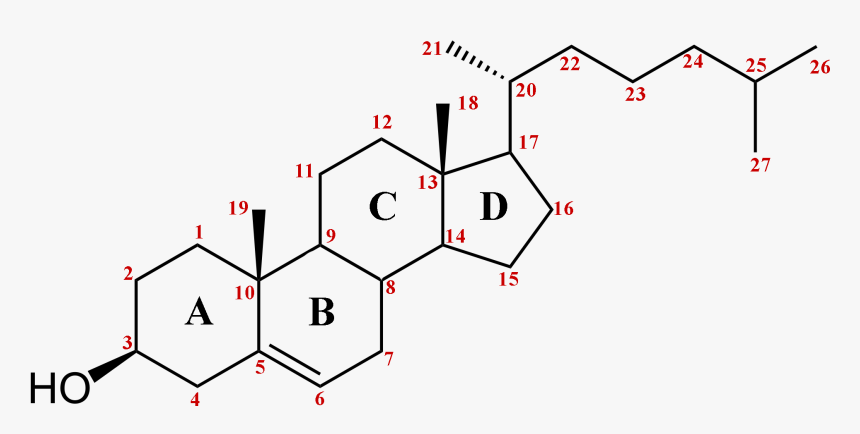 Collana Thug Life Png - Numbering Of Steroid Nucleus, Transparent Png, Free Download