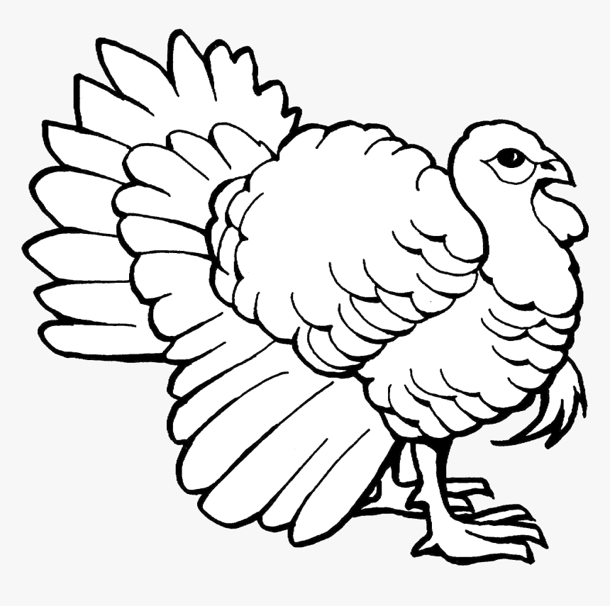 Turkey Clip Art Outline Black And White Transparent - Coloring Pages Of Turkey, HD Png Download, Free Download