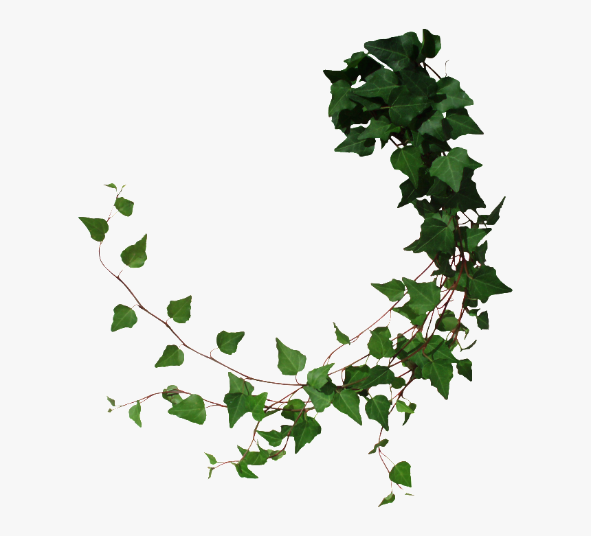 Vine Tree Common Ivy - Poison Ivy Plant Png, Transparent Png, Free Download