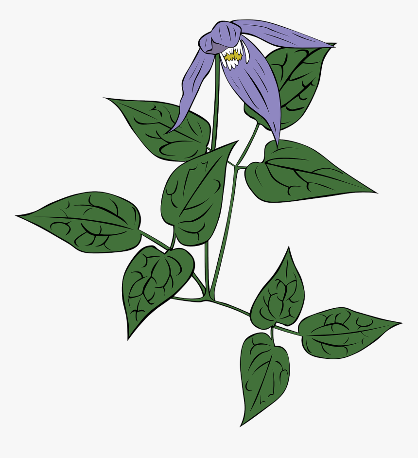 Clematit Clip Art, HD Png Download, Free Download