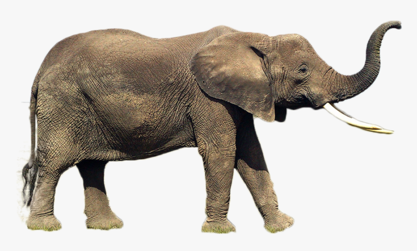 Elephant Png Image - Elephant Side View Trunk Up, Transparent Png, Free Download