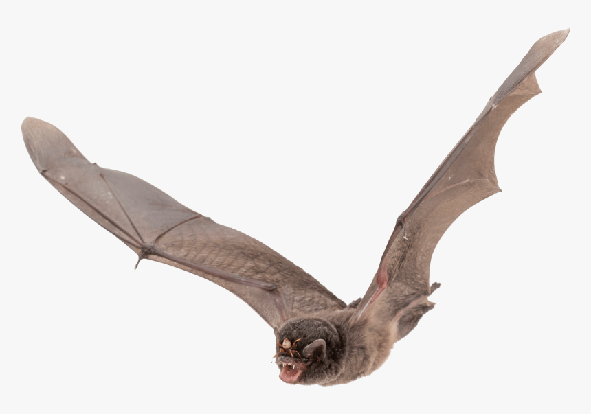 Bat Large Wings - Bat Png, Transparent Png, Free Download