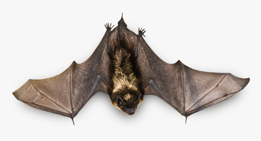 Flying Bat Png Image - Real Bat Png, Transparent Png, Free Download