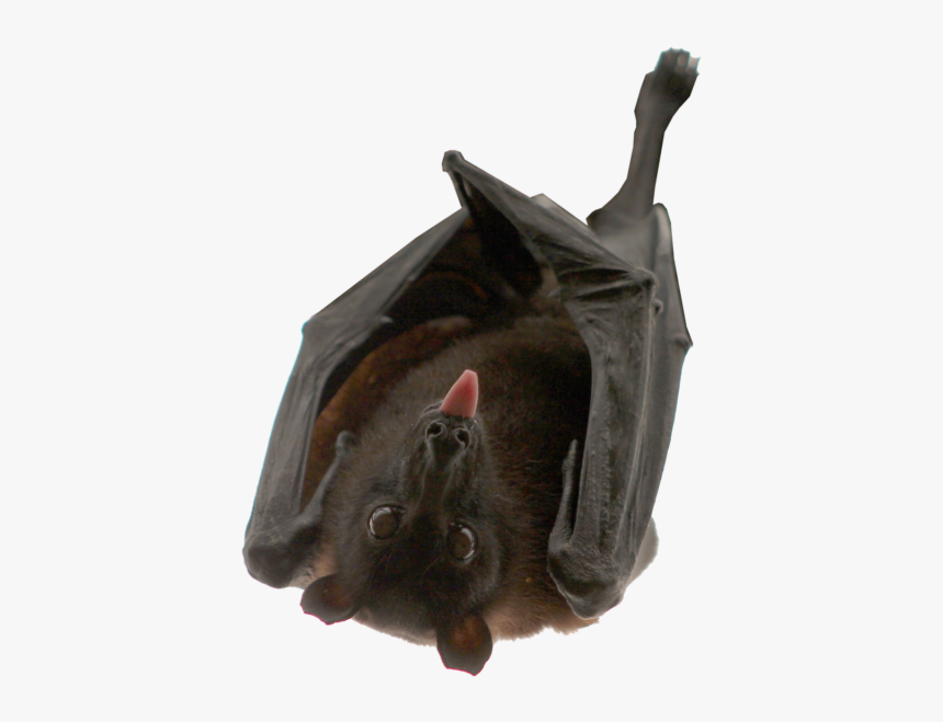 Bat, Hanging, Isolated, Animal, Nocturnal - Bat Meat, HD Png Download, Free Download