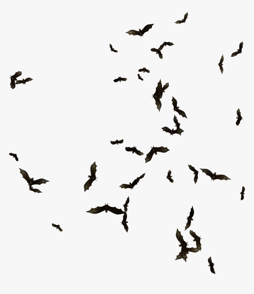 Swarm Of Bats Png, Transparent Png, Free Download