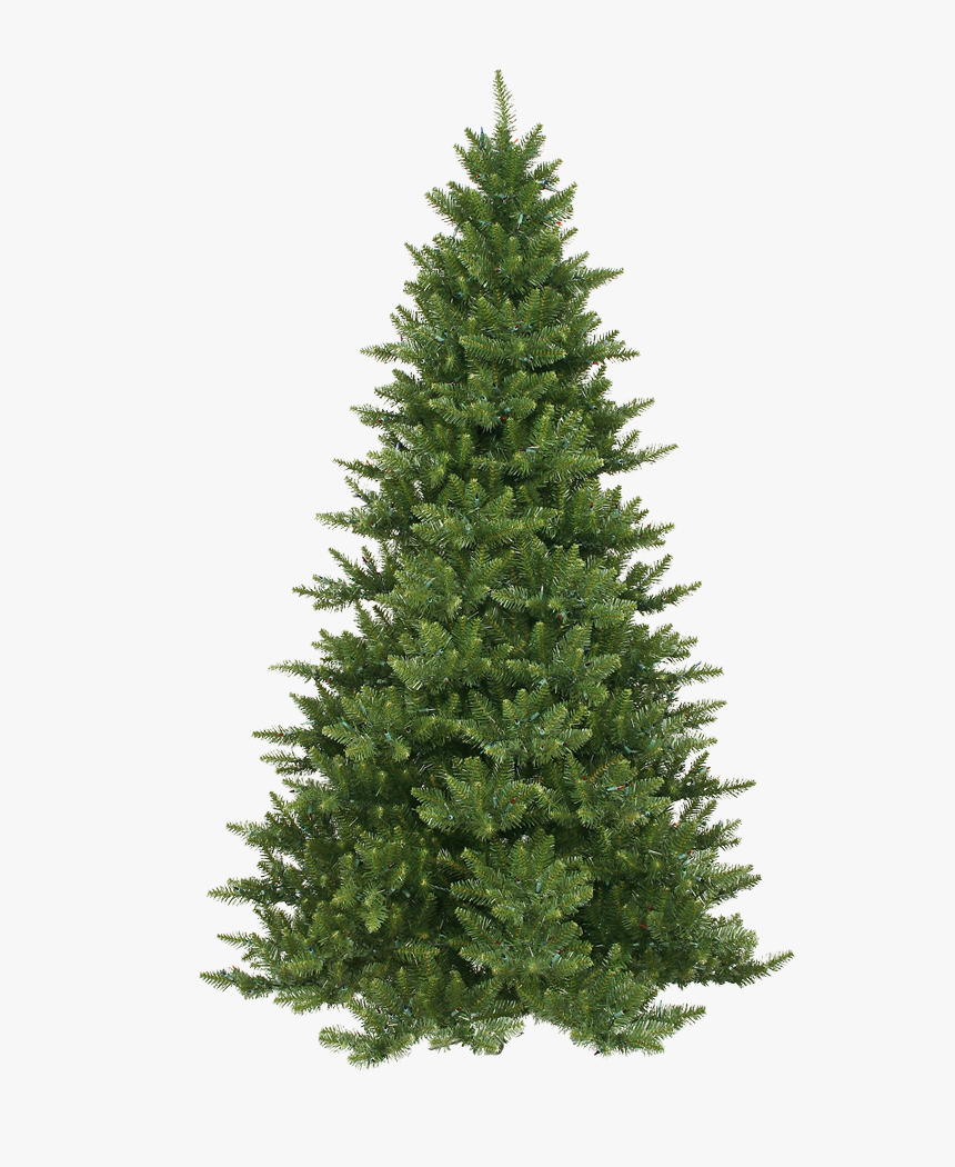 Xmas Pine Tree Png 10 By Iamszissz - Christmas Tree Types Real, Transparent Png, Free Download