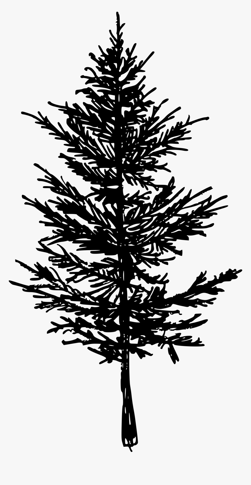 Spruce, HD Png Download, Free Download