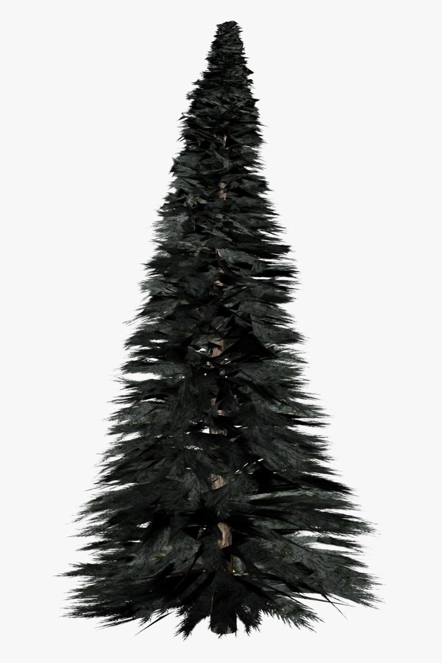 Pine Tree Png Photos - Pine Tree Png File, Transparent Png, Free Download