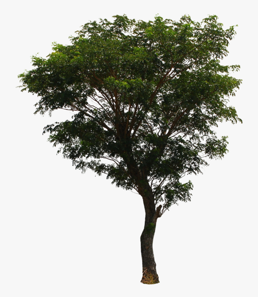 Tree Png File Download Free - Tree Png File, Transparent Png, Free Download