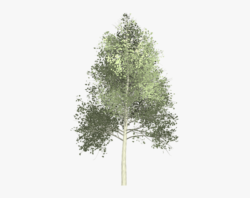 Aspen Tree Painted - Transparent Background Aspen Tree Png, Png Download, Free Download