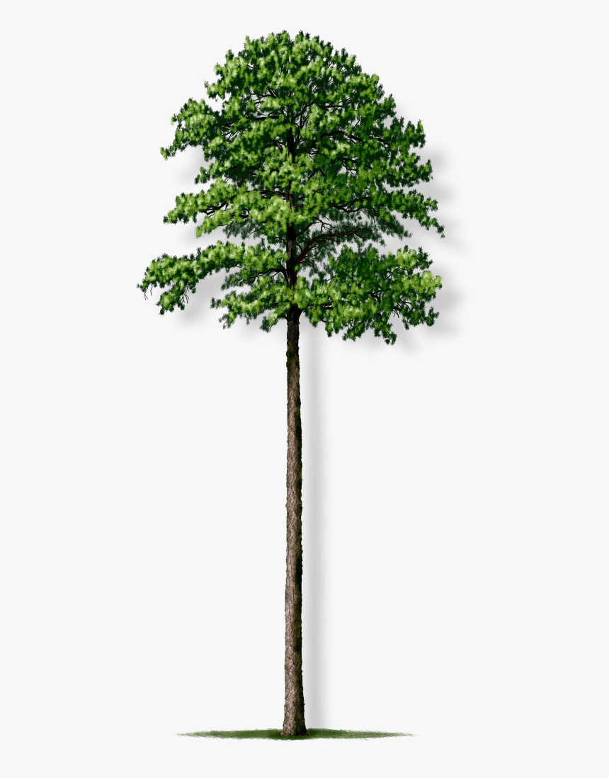 Loblolly Pine Tree Png, Transparent Png, Free Download