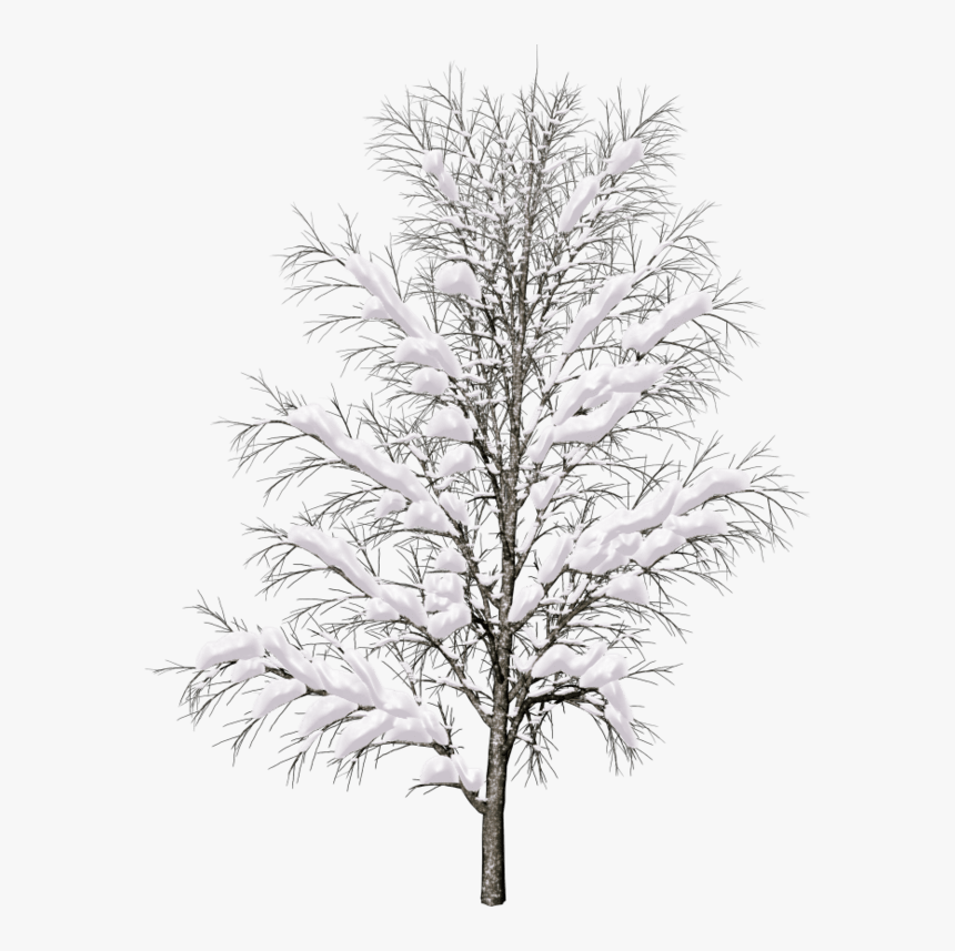 Pine Tree Branch Png - Snow Covered Trees Png, Transparent Png, Free Download