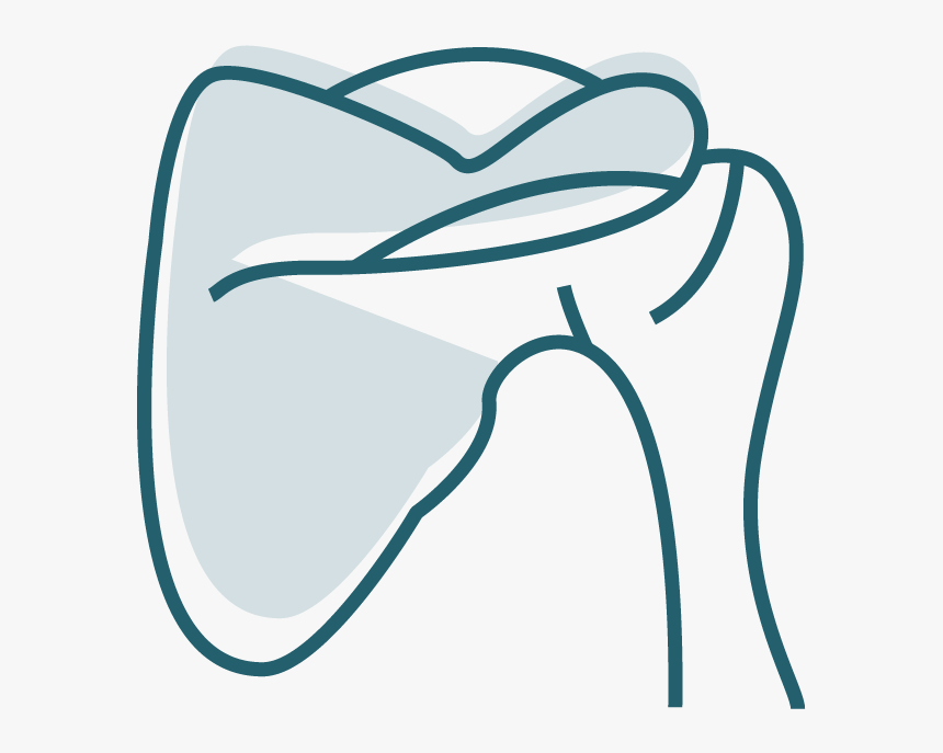 Shoulder Png - Huang Orthopaedics, Transparent Png, Free Download