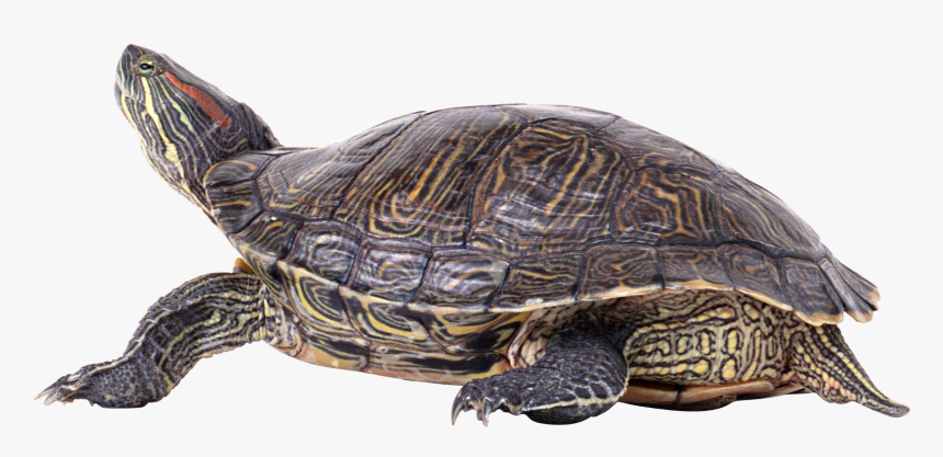 Turtle Png, Transparent Png, Free Download