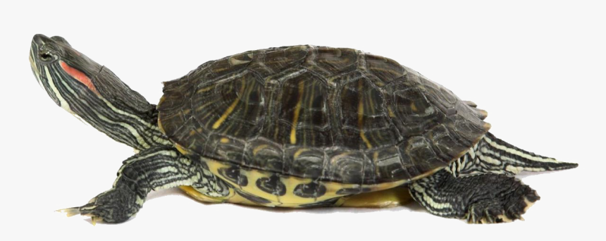 Turtle Png Image - Turtles Png, Transparent Png, Free Download