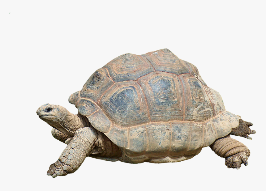 Tortoise Turtle, HD Png Download, Free Download