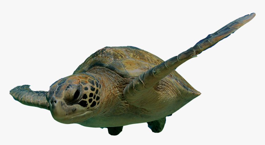 Swimming Turtle Png Clipart , Png Download - Turtle Swimming Png, Transparent Png, Free Download