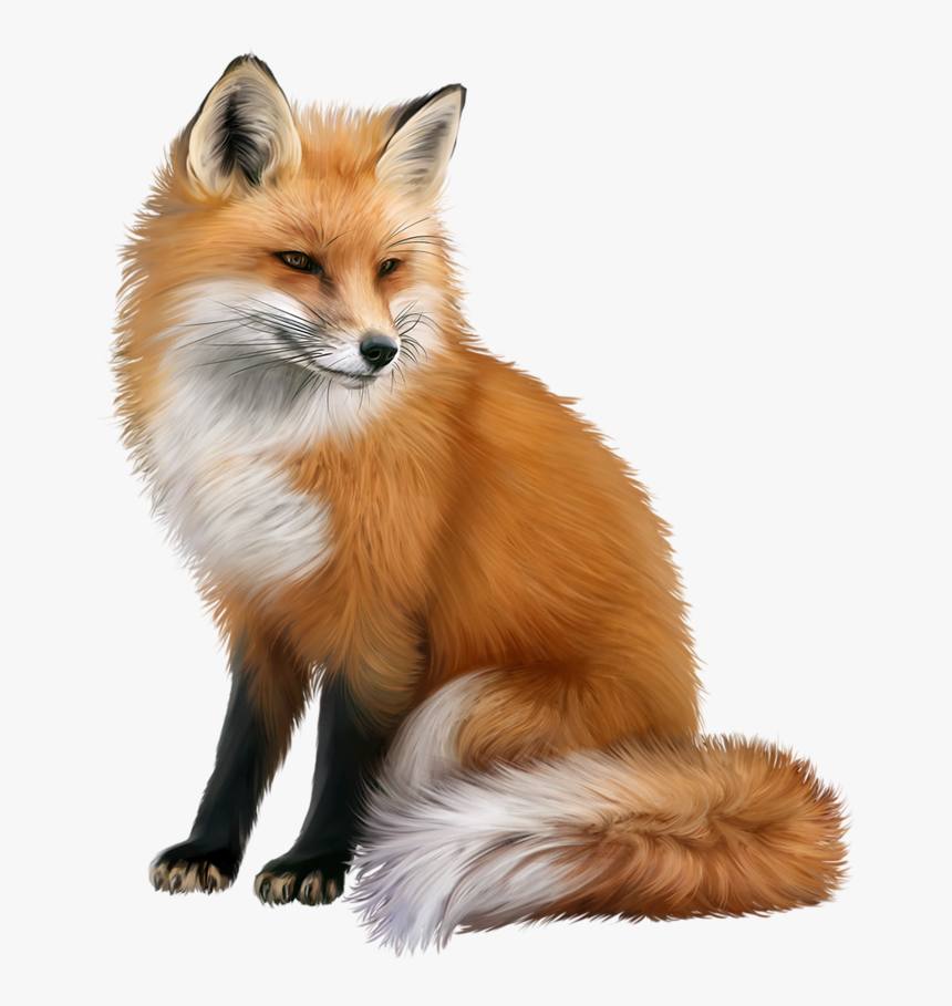 Fox Png, Transparent Png, Free Download