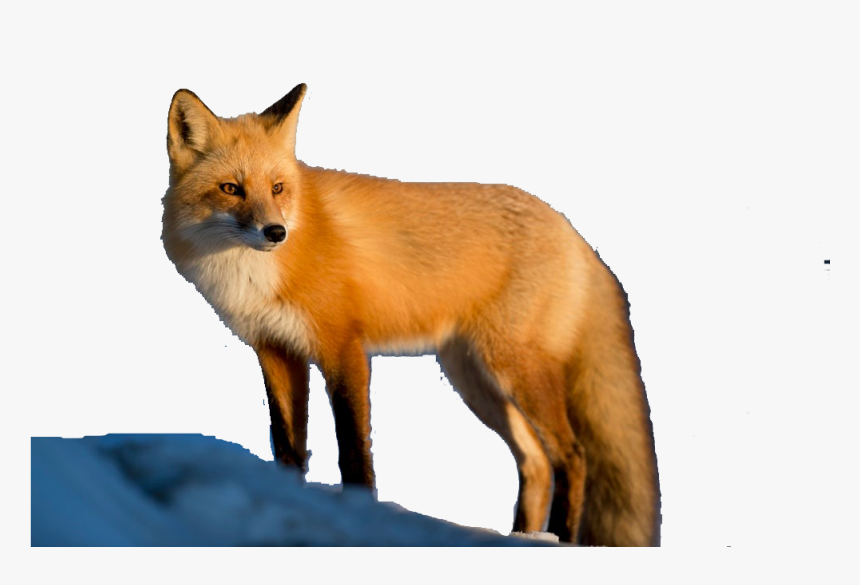 Transparent Fox - Red Fox, HD Png Download, Free Download