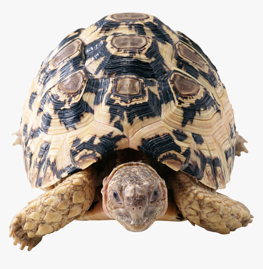 Turtle Png, Transparent Png, Free Download