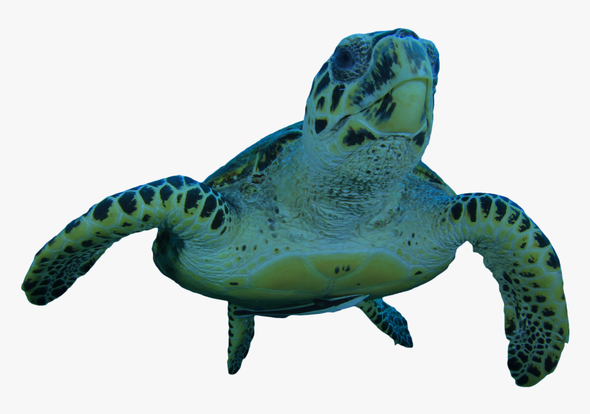 Transparent Turtle, HD Png Download, Free Download