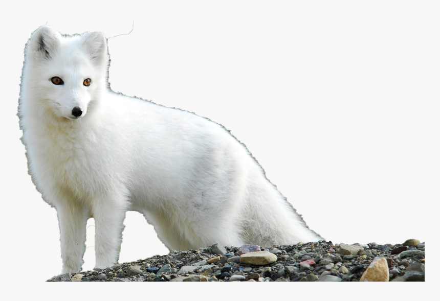 Arctic Fox Png Clipart - Fox Feline Or Canine, Transparent Png, Free Download