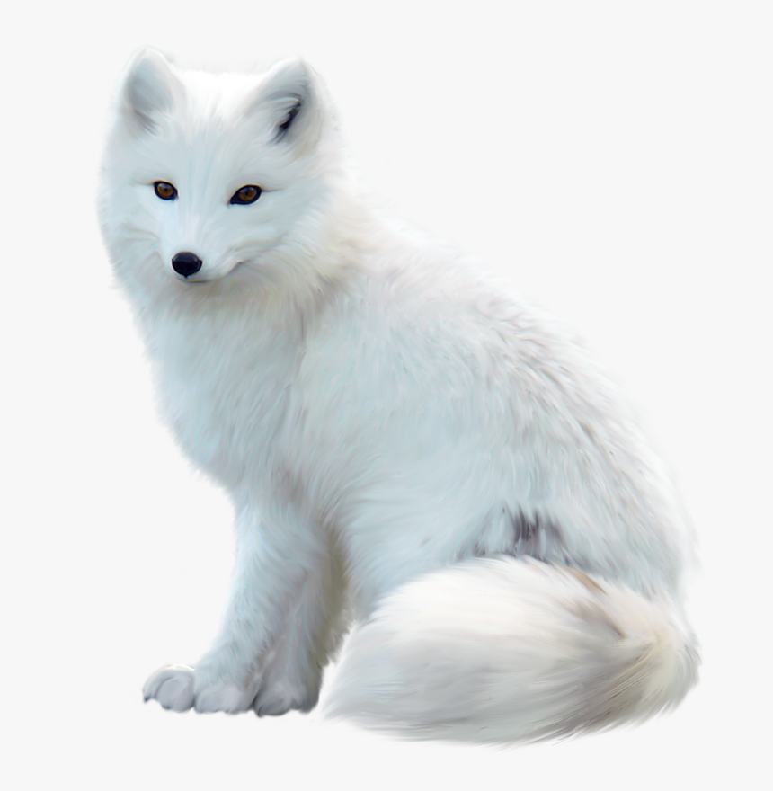 Arctic Fox Png, Transparent Png, Free Download