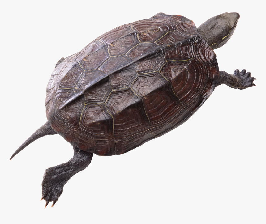 Grab And Download Turtle Icon Clipart - Png Turtle, Transparent Png, Free Download