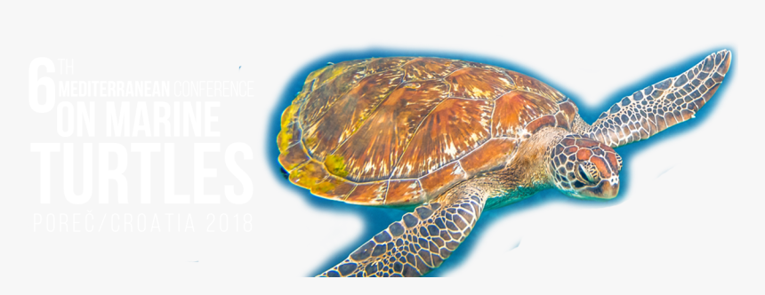 Transparent Sea Turtle Png - Turtle Scientific No Background, Png Download, Free Download