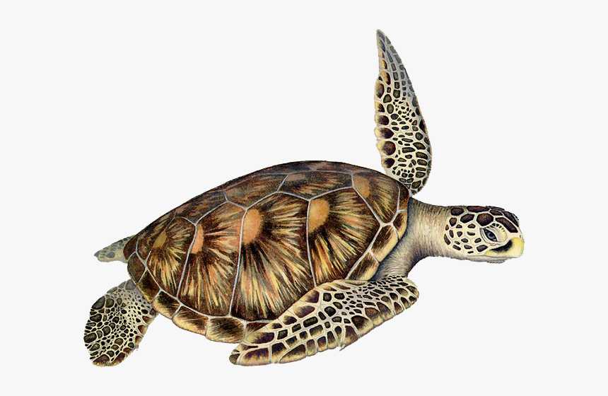 Sea Turtle Skin Pattern, HD Png Download, Free Download