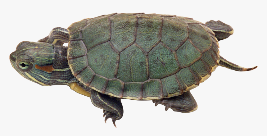 Turtle Png Gif, Transparent Png, Free Download