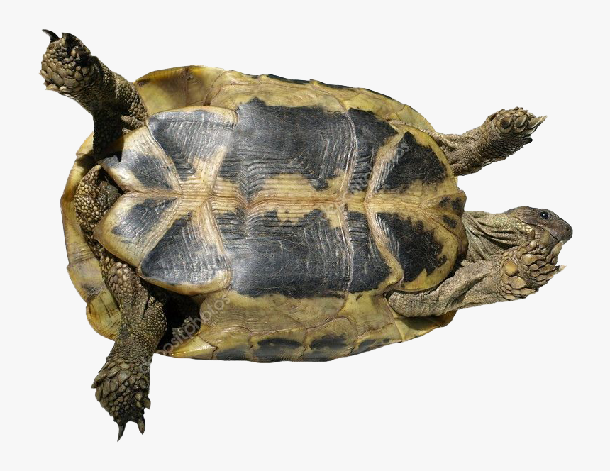 Turtle Png Free Pic - Chelonoidis, Transparent Png, Free Download