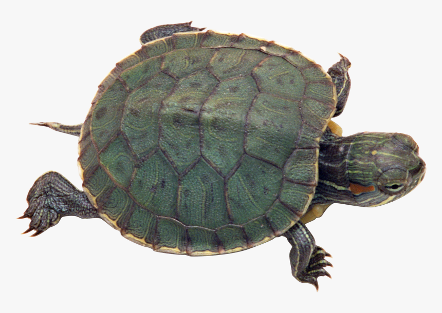 Turtle Png - Turtle With Transparent Background, Png Download, Free Download