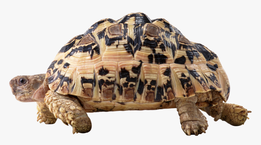 Turtle Png Image With Transparent Background - Tortoise .png, Png Download, Free Download