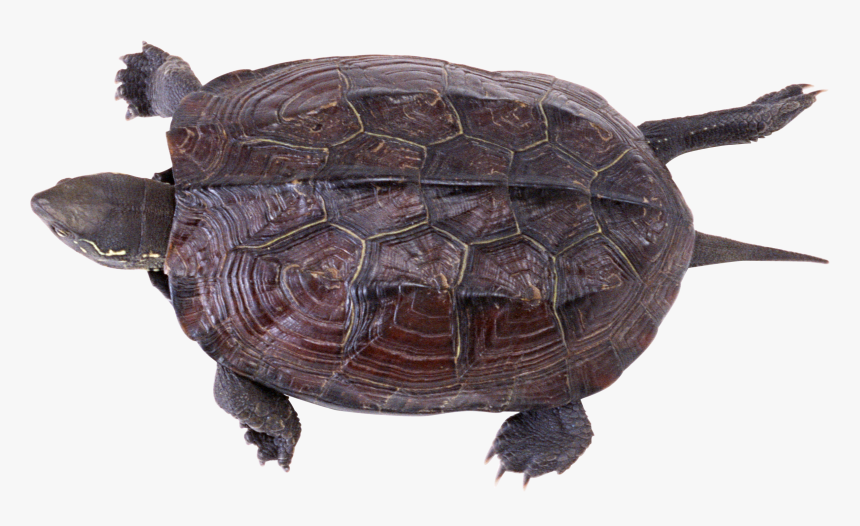 Download And Use Turtle Png - Snapping Turtle Box Turtle, Transparent Png, Free Download